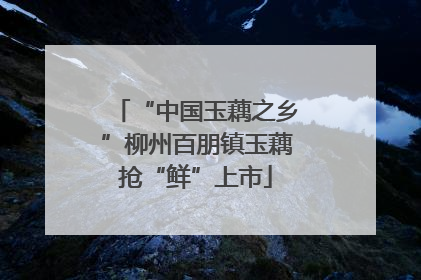“中国玉藕之乡”柳州百朋镇玉藕抢“鲜”上市