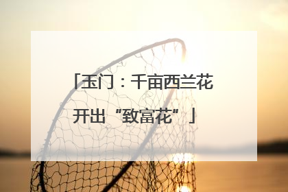 玉门：千亩西兰花开出“致富花”