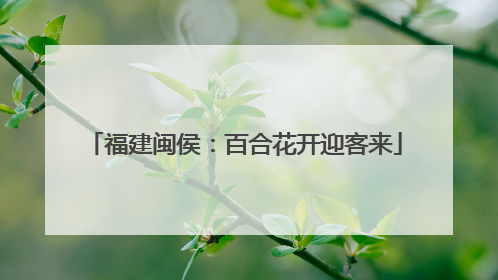 福建闽侯：百合花开迎客来