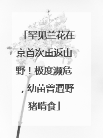 罕见兰花在京首次重返山野！极度濒危，幼苗曾遭野猪啃食
