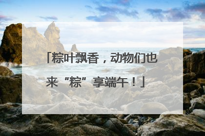 粽叶飘香，动物们也来“粽”享端午！