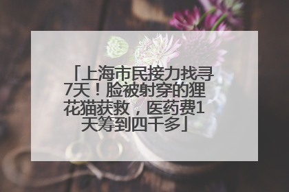 上海市民接力找寻7天！脸被射穿的狸花猫获救，医药费1天筹到四千多