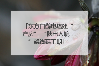 东方白鹳电塔建“产房” “陕电入皖”架线延工期
