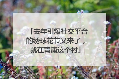 去年引爆社交平台的绣球花节又来了，就在青浦这个村