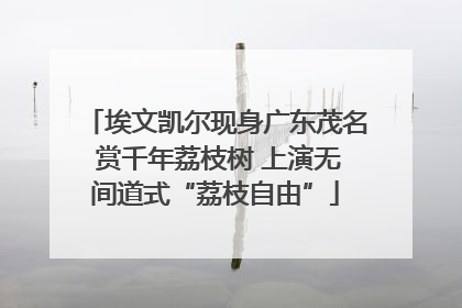 埃文凯尔现身广东茂名 赏千年荔枝树 上演无间道式“荔枝自由”