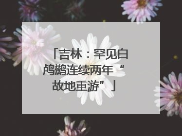 吉林：罕见白鸬鹚连续两年“故地重游”