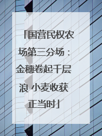 国营民权农场第三分场：金穗卷起千层浪 小麦收获正当时