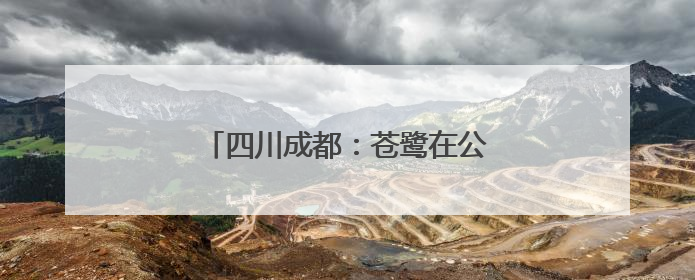 四川成都：苍鹭在公园湖心岛觅食嬉戏