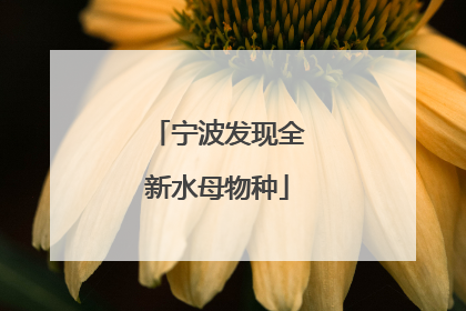 宁波发现全新水母物种