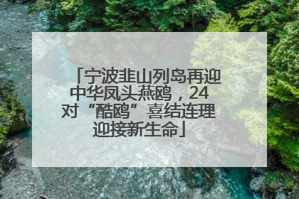 宁波韭山列岛再迎中华凤头燕鸥，24对“酷鸥”喜结连理迎接新生命