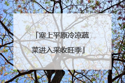 塞上平原冷凉蔬菜进入采收旺季