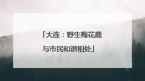 大连：野生梅花鹿与市民和谐相处
