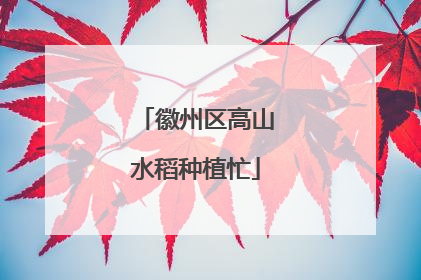 徽州区高山水稻种植忙