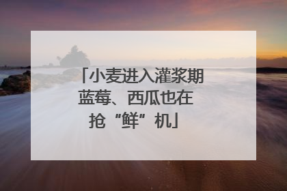 小麦进入灌浆期 蓝莓、西瓜也在抢“鲜”机