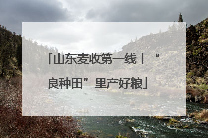 山东麦收第一线丨“良种田”里产好粮