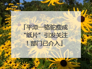 平潭一骆驼瘦成“纸片”引发关注！部门已介入
