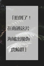 拍到了！在南通这片海域出现伪虎鲸群