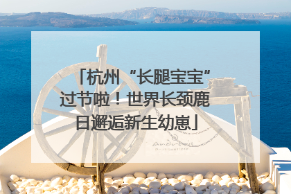杭州“长腿宝宝”过节啦！世界长颈鹿日邂逅新生幼崽