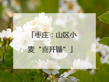 枣庄：山区小麦“喜开镰”