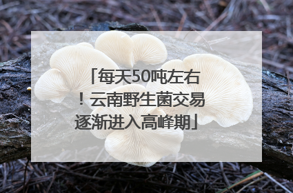 每天50吨左右！云南野生菌交易逐渐进入高峰期