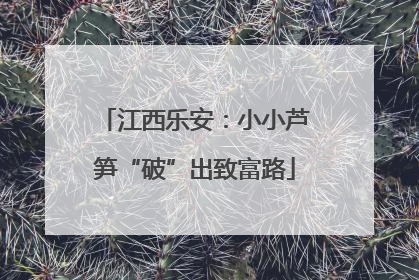 江西乐安：小小芦笋“破”出致富路