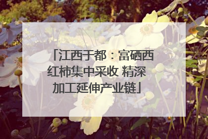 江西于都：富硒西红柿集中采收 精深加工延伸产业链