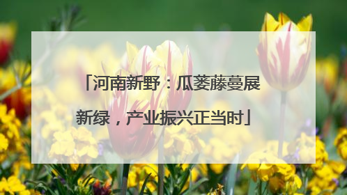 河南新野：瓜蒌藤蔓展新绿，产业振兴正当时