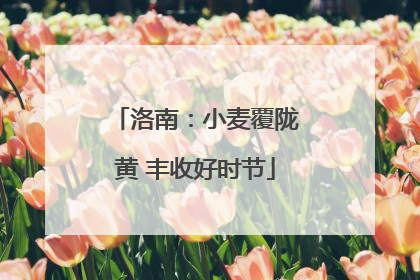洛南：小麦覆陇黄 丰收好时节