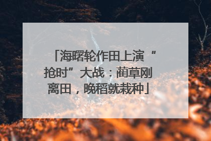 海曙轮作田上演“抢时”大战：蔺草刚离田，晚稻就栽种