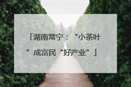 湖南常宁：“小茶叶”成富民“好产业”