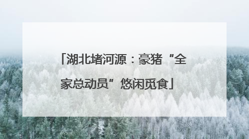 湖北堵河源：豪猪“全家总动员”悠闲觅食