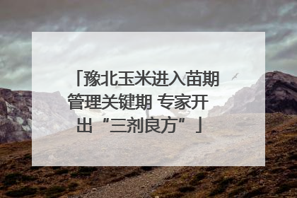 豫北玉米进入苗期管理关键期 专家开出“三剂良方”