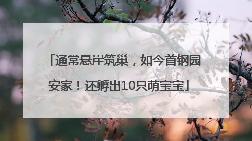 通常悬崖筑巢，如今首钢园安家！还孵出10只萌宝宝