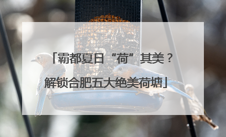 霸都夏日“荷”其美？解锁合肥五大绝美荷塘
